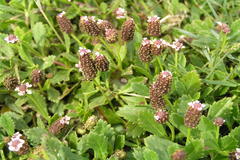 Phyla nodiflora